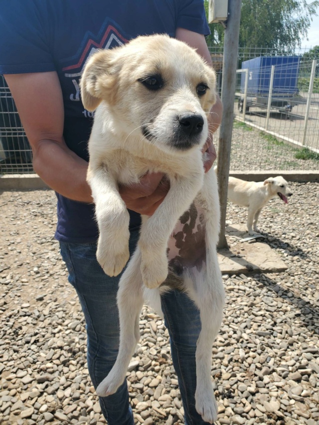 SHIZA (ex SHIZAKA) - chiot femelle, de taille moyenne à l'âge adulte - née environ en février 2023 - Au refuge chez Gina à Tergu Neamt (Roumanie) - Adoptée par Romane et Guillaume (80) 35210210