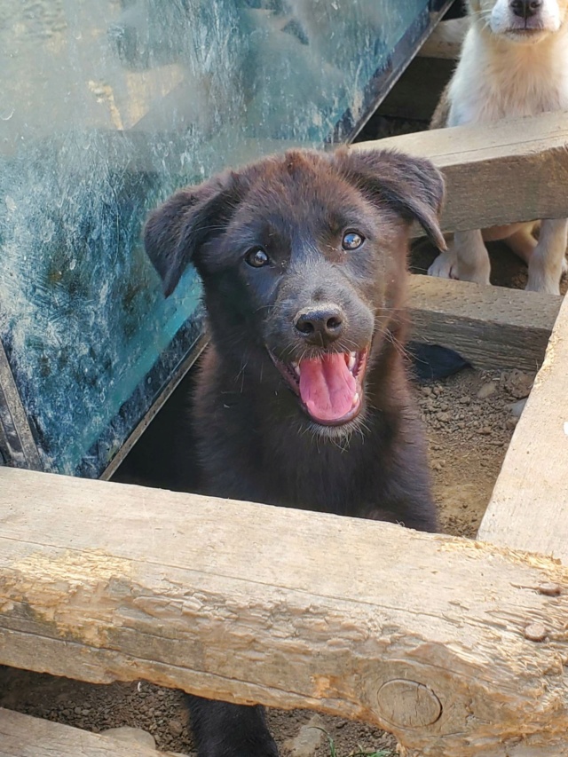 MOON (ex UBBA) - chiot femelle, de taille petite à moyenne à l'âge adulte - née environ en janvier 2023 - (Centre RM Pascani en Roumanie) - adoptée par Geoffrey et Charline (59) 35217610