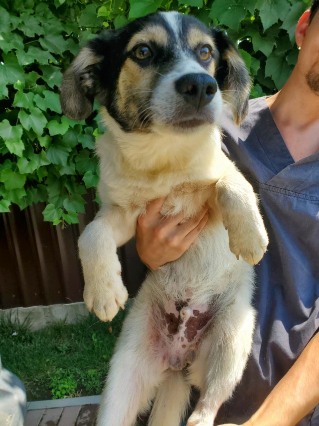 MUNTII (ex EINSTEIN) - chiot mâle , de taille moyenne à l'âge adulte - né environ en février 2023 - Au refuge chez Gina à Tergu Neamt (Roumanie) - Adopté par Simon et Celia (38) 35676210