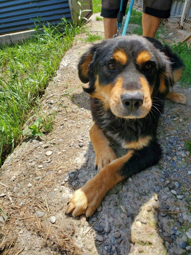 LUMIO (ex KORRIGAN) - mâle, de taille moyenne à grande - né environ en mai 2021 - REMEMBER ME LAND - Adopté par Julie (69) 35680810