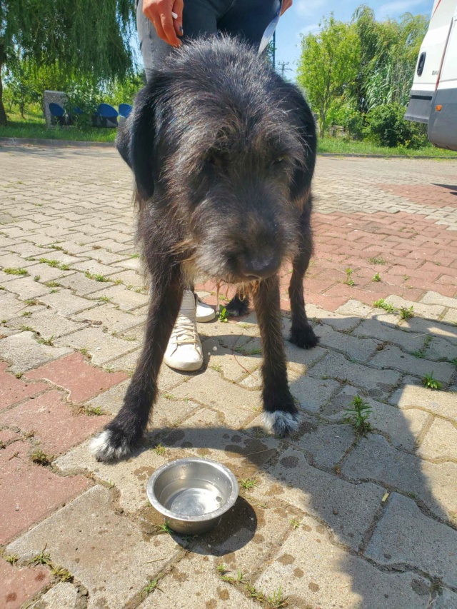 MADY (ex LADY) - femelle, type drahthaar de taille moyenne à grande, née environ en février 2019 - au refuge à Tergu Neamt (Roumanie) - Adoptée par Juliana (Belgique) 35969010