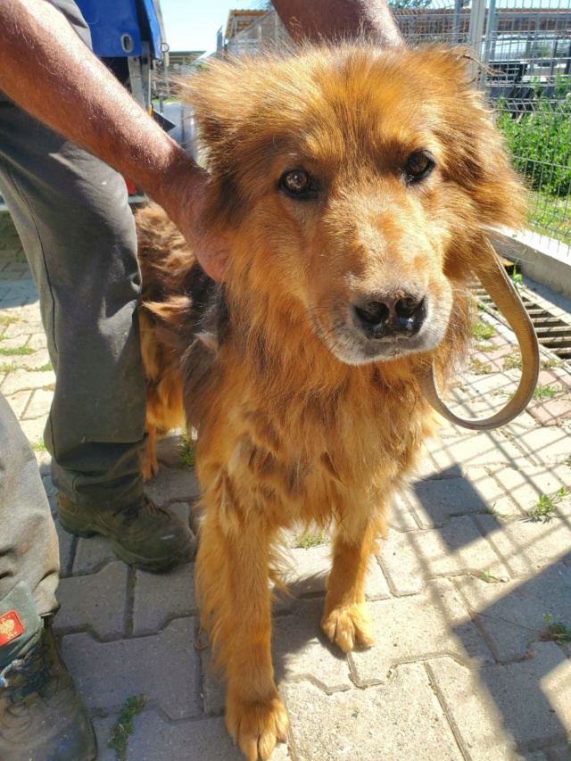 REXX (ex DUMBLEDORE) - mâle berger allemand, de grande taille, né environ en juin 2011 - (Centre RM Pascani en Roumanie) - ADOPTE PAR LILIANE (53) - Page 3 36419112