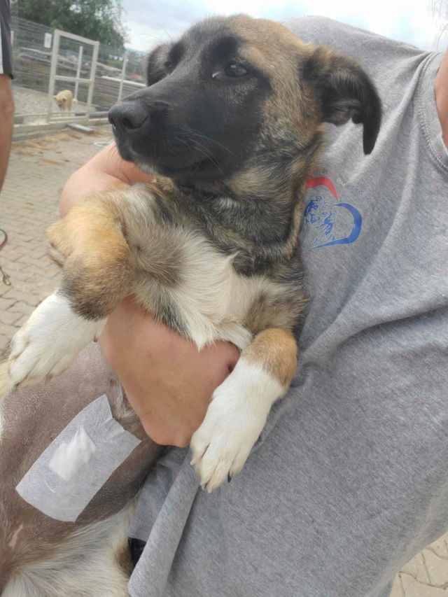 KIARA (ex MARINETTE) - chiot femelle, de taille moyenne à l'âge adulte - née environ en mars 2023 - (Centre RM Pascani en Roumanie)/ Adoptée par Jacques (83) 36814310