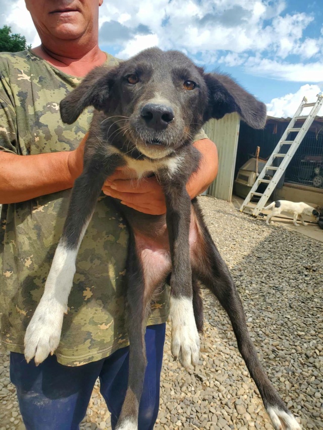 DJUMBE - chiot mâle, typé border collie, de taille moyenne à l'âge adulte - né environ en décembre 2022 - REMEMBER ME LAND - Adopté par Mara (1213 - Suisse) 36817910