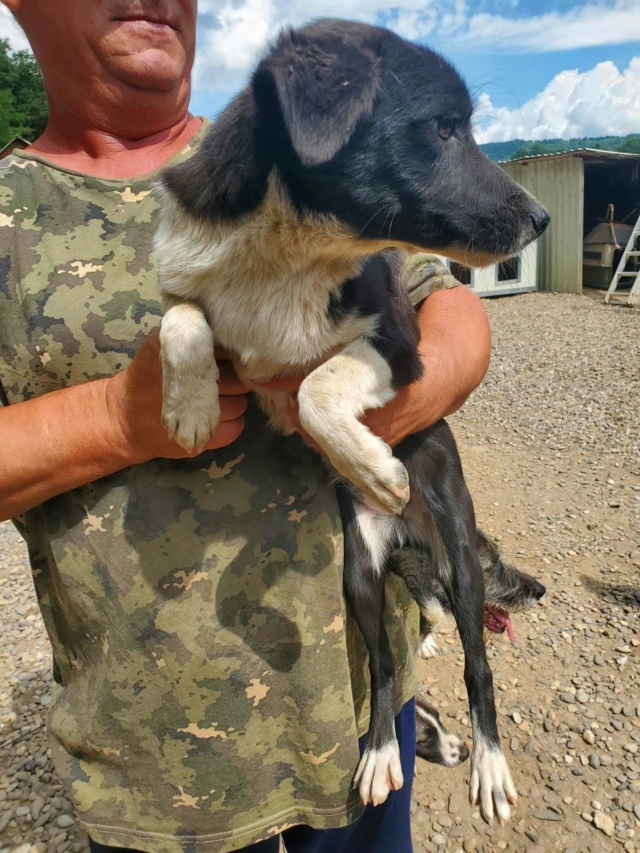 ARYA (ex GAZOLINA) - chiot femelle, de petite taille à moyenne à l'âge adulte - née environ en décembre 2022 - REMEMBER ME LAND - Adoptée par Stephanie (80) 36819910