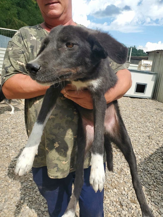 DJUMBE - chiot mâle, typé border collie, de taille moyenne à l'âge adulte - né environ en décembre 2022 - REMEMBER ME LAND - Adopté par Mara (1213 - Suisse) 36827310