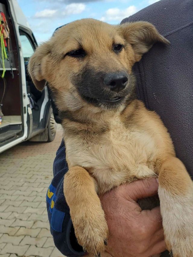 LAYA (ex FRIDA) - chiot femelle, de taille petite à moyenne à l'âge adulte - née environ en juin 2023 - (Centre RM Pascani en Roumanie) - Adoptée par Yoann (30) 36843310