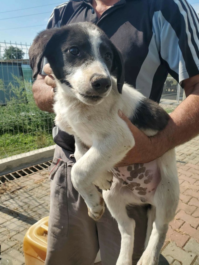 HIRO (ex KESIUM) - chiot mâle, de taille moyenne à l'âge adulte - né environ en mai 2023 - (Centre RM Pascani en Roumanie) - Adopté par Fressande et Titouan (10) 37339710