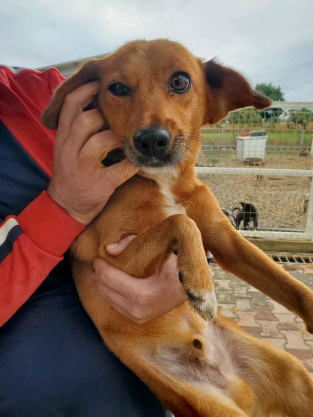 CARDINAL - mâle, de petite taille - né environ en mars 2020 - Au refuge de Gina (Roumanie) - Adopté par Fleur (94) 37965810