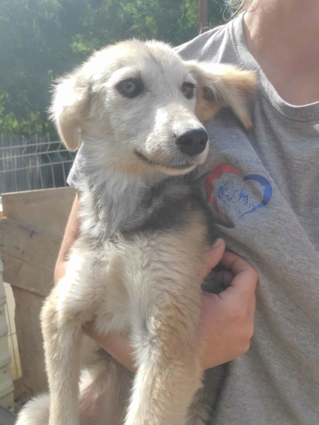 YUKA (ex AVORIAZ) - chiot femelle, de taille moyenne à l'âge adulte - née environ en mars 2023 - REMEMBER ME LAND - Adoptée par Sandrine (88) 38132310