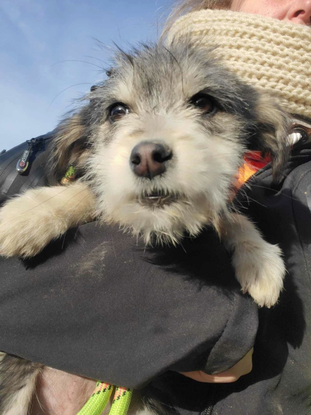 YUKI (ex PAULA) - chiot femelle, de petite taille à l'âge adulte - née environ en juillet 2023 - REMEMBER ME LAND - retour d'adoption - En FA chez Gaëlle (depart88) - Adoptée par Sophie et Cris (84) 38555910