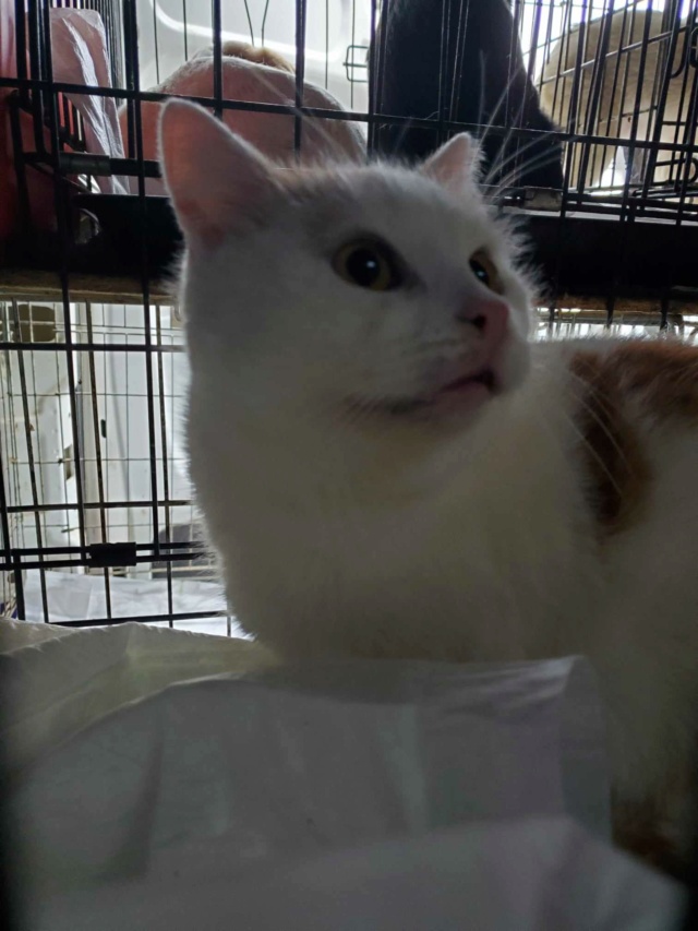 PAPAIA - chat mâle, né environ en avril 2020 - À la clinique de Lucian (Roumanie) - REMEMBER ME LAND - Adopté par Sophie (39) 38746313