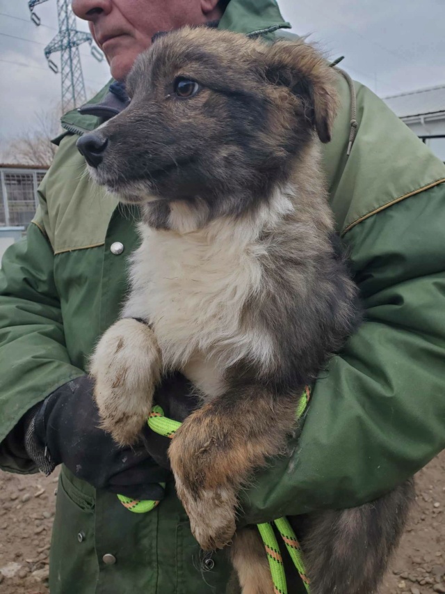 ALUNA (ex NOISETTINE) - chiot femelle, de taille moyenne à l'âge adulte - née environ en juillet 2023 - (Centre RM Pascani en Roumanie) - Adoptée par Clément et Maxime (69) 38750711