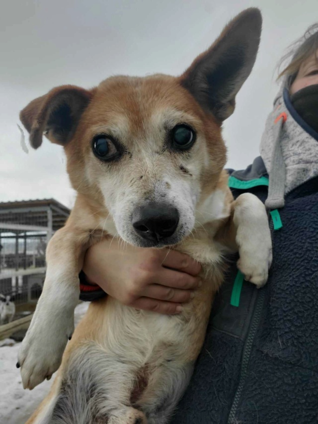 TEDDY (ex TUDOR) - mâle, de petite taille - né environ en décembre 2008 - (Centre RM Pascani en Roumanie) - Adopté par Chloé (27) - Page 2 41636510