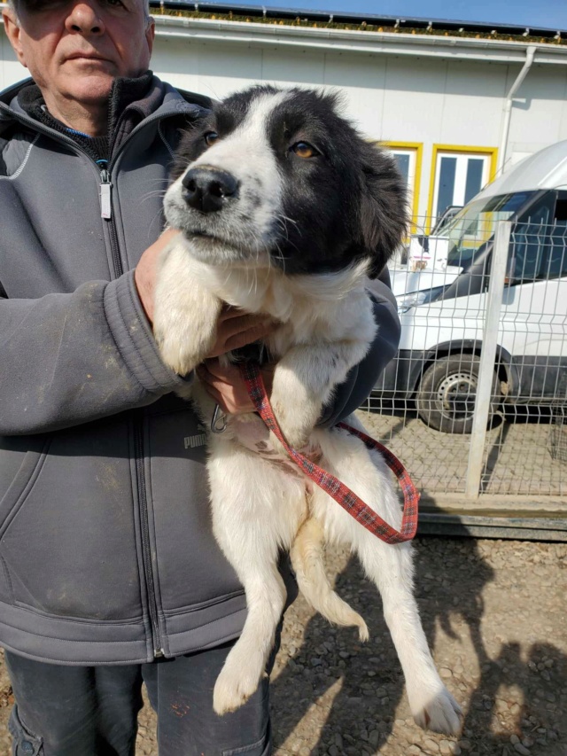 NAMI (ex SHALEEN) - chiot femelle, typée border collie, de taille moyenne à l'âge adulte - née environ mi septembre 2023 - REMEMBER ME LAND - Adoptée par Corentin (1457 - Belgique) 42621111