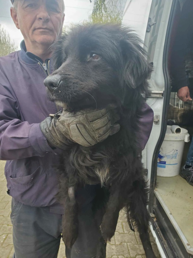 KOMODOR - mâle, de taille moyenne - né environ en août 2021 - en FA chez ANNE-CATHERINE (68) - Adopté par Viktor (59) 42999310