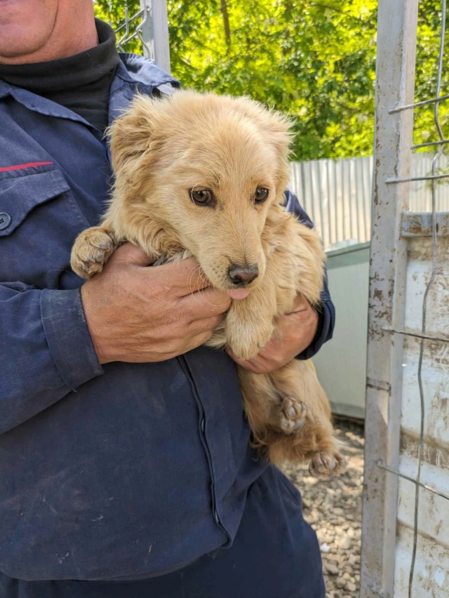 URANY - chiot femelle, typée mini golden, de petite taille à l'âge adulte - née environ en octobre 2023 - REMEMBER ME LAND - Adoptée par Lorane (56) 43815817