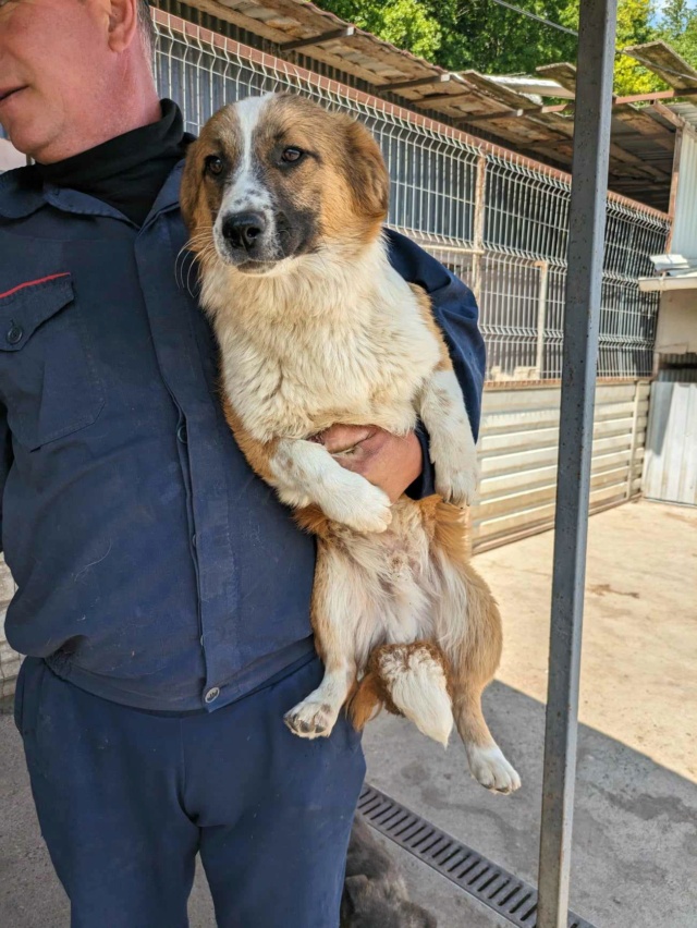 shang - SHANG - chiot mâle, de taille petite à moyenne à l'âge adulte - né environ en juillet 2023 - REMEMBER ME LAND - RÉSERVÉ ADOPTION PAR Amelie et Corentin (35)  43817115