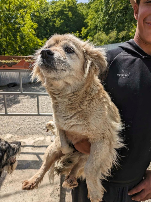 LEIA (ex SIBERIE) - femelle, de petite taille - née environ en mars 2018 - REMEMBER ME LAND - Adoptée par Doriane (88)  43832910