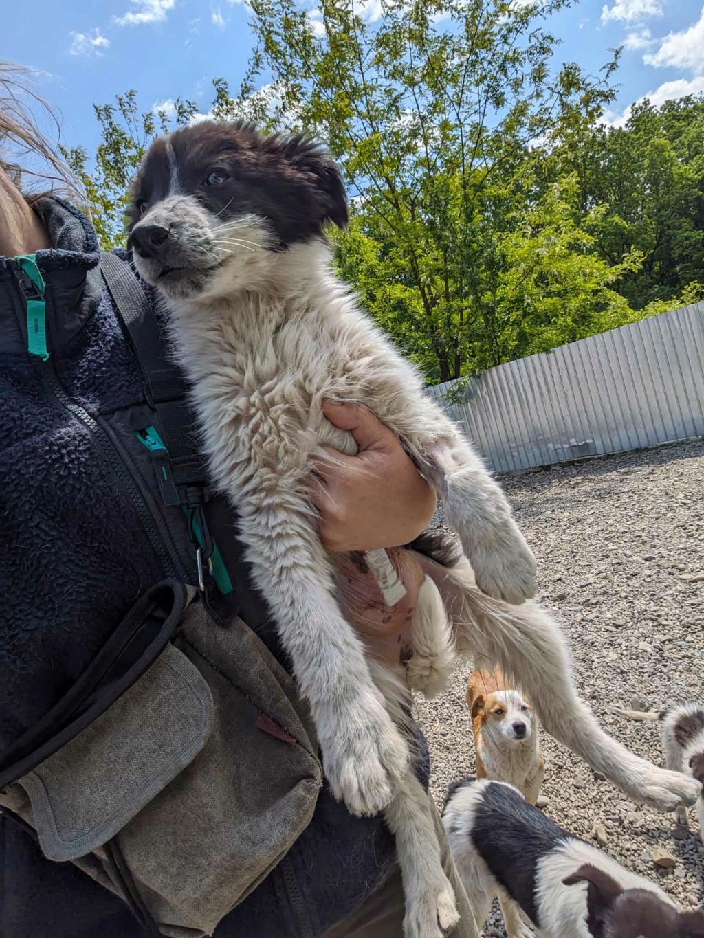 ALMA - chiot femelle, de taille moyenne à l'âge adulte - née environ en janvier 2024 - REMEMBER ME LAND - RÉSERVÉE EN FA PAR Agathe (54)  44136310