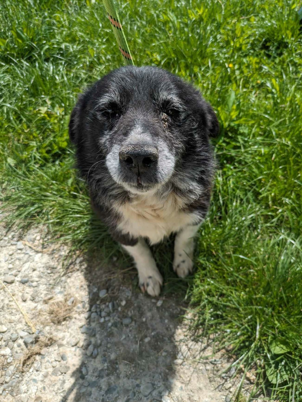 GANDHI - mâle, de taille petite à moyenne - né environ en mars 2017 - REMEMBER ME LAND - Adopté par Carine (22) 44158210