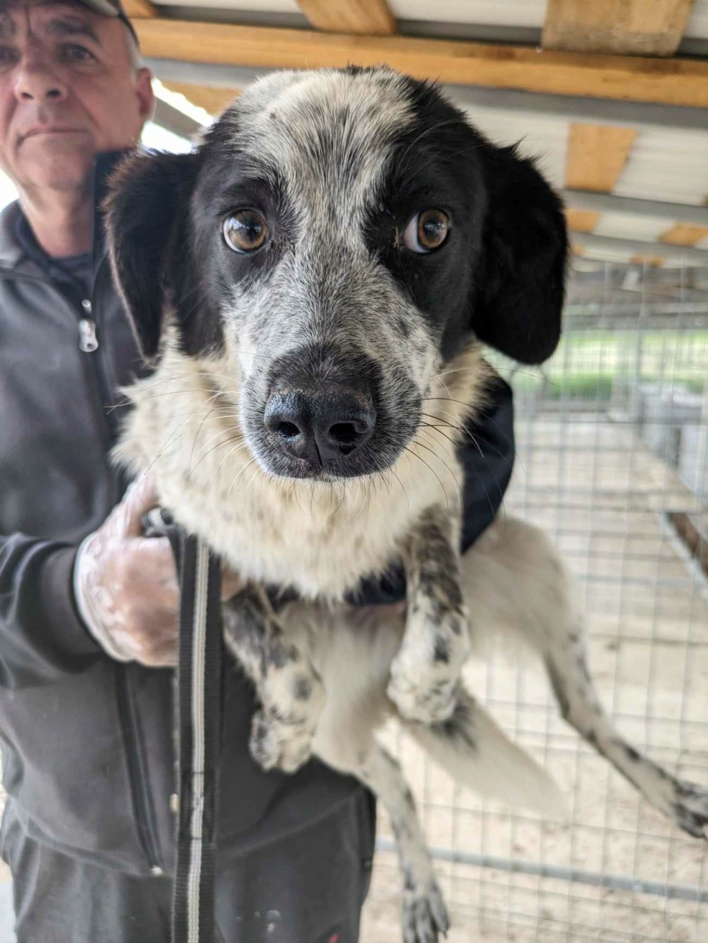 DELTYVA - chiot femelle, typée border collie, de taille moyenne à l'âge adulte - née environ en septembre 2023 - REMEMBER ME LAND - En FA chez Michelle (6594 - Belgique)  44192310