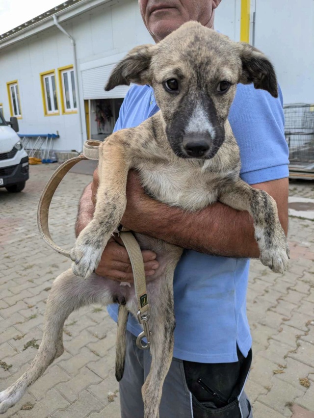 VAYA (ex TRINA) - chiot femelle, de taille moyenne à l'âge adulte - née environ en mars 2024 - REMEMBER ME - Adoptée par Théa (13)  45147610