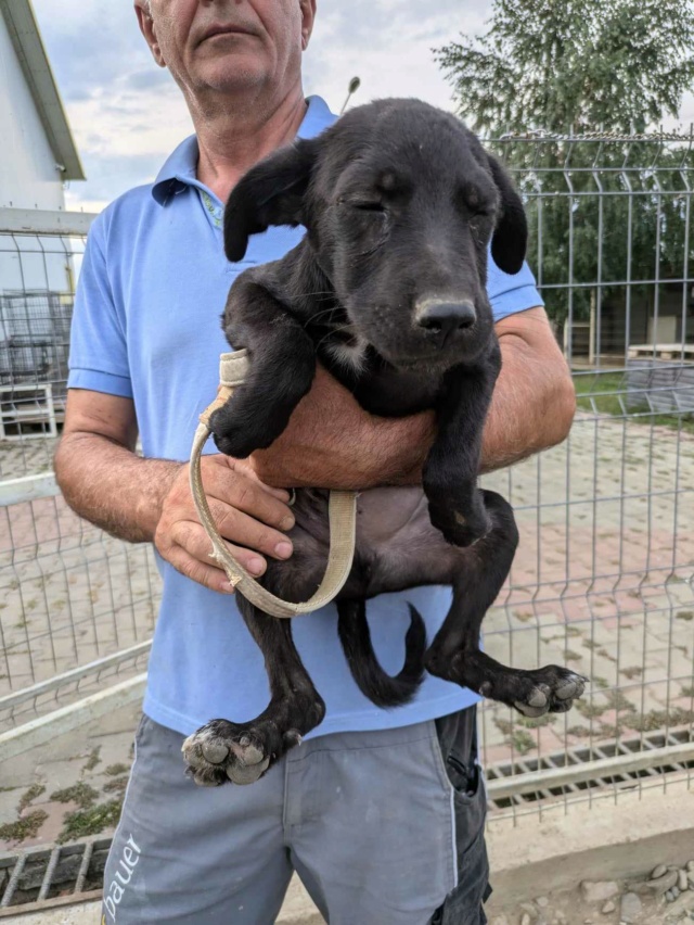 WILLY (ex EINSTEIN) - chiot mâle, de taille moyenne à l'âge adulte - né environ en mars 2024 - REMEMBER ME - Adopté par Marie-Julie et Jean-Michel (1030 - Belgique) 45185211