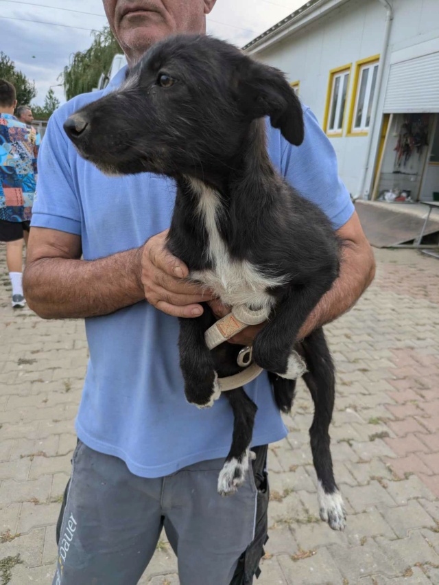 MASKA - chiot femelle, de taille moyenne à l'âge adulte - née environ en mars 2024 - REMEMBER ME / Adoptée par Marc (4347 - Belgique) 45188610