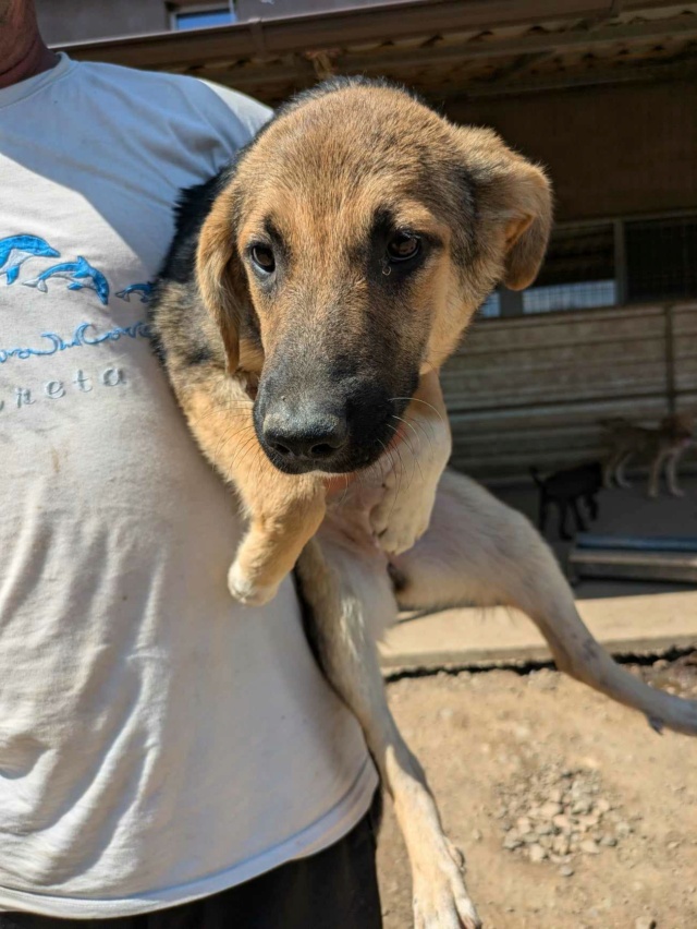 VAYA (ex LORIE) - chiot femelle, de taille moyenne à l'âge adulte - née environ en février 2024 - REMEMBER ME LAND - Adoptée par Brigitte et Frederic (35)  45237211