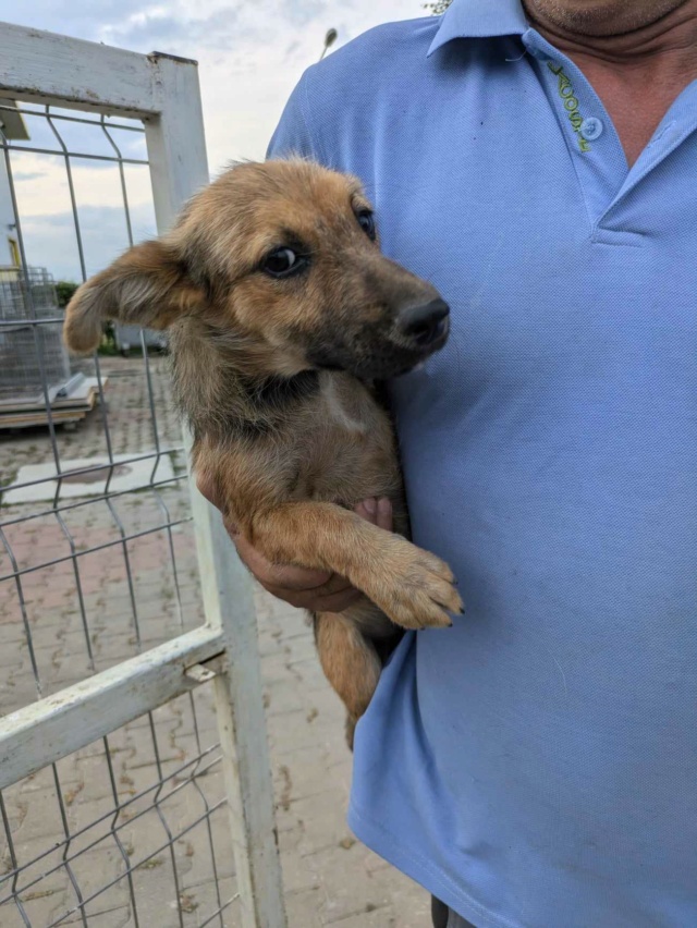 STAR - STAR - chiot femelle, de taille petite à moyenne à l'âge adulte - née environ en février 2024 - REMEMBER ME LAND / Adoptée par Noémie (5002 - Belgique) 45274210