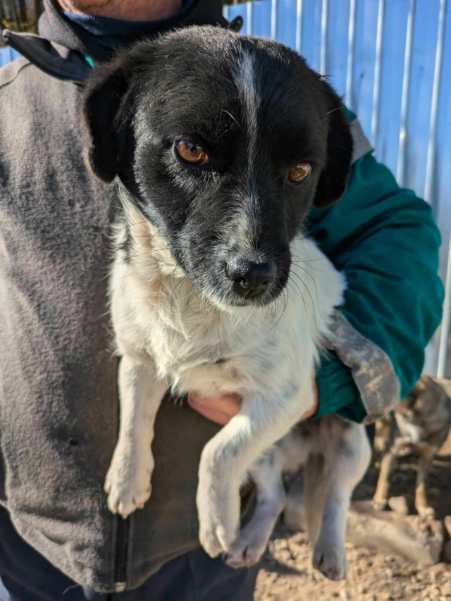 CYGNE - femelle, de petite taille, née environ en mars 2023 - REMEMBER ME LAND - Adoptée par Christine (67)  46254413