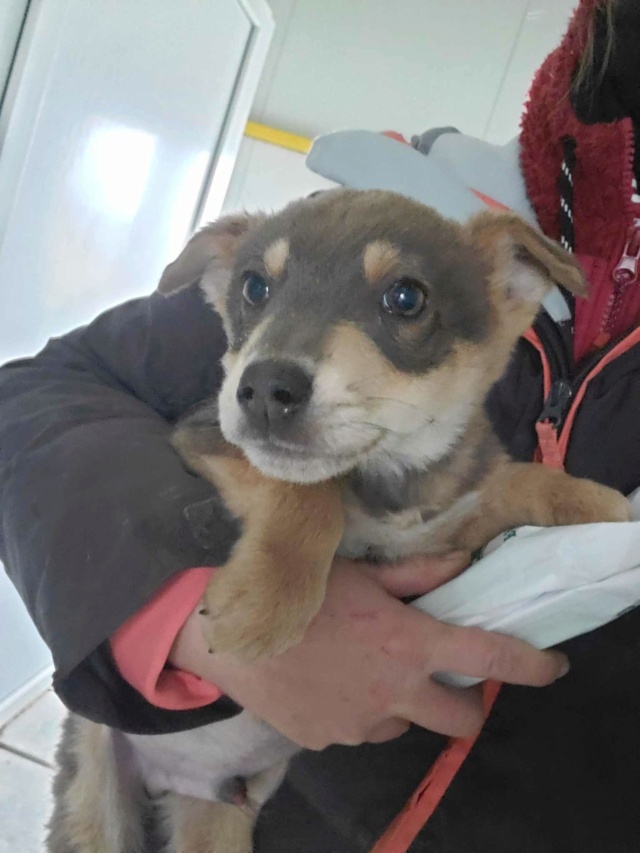 SUSHI - TOBI (ex SUSHI) - chiot mâle, type mini berger, de petite taille à l'âge adulte - né environ en juillet 2024 - REMEMBER ME LAND - Adopté par Maeva (06)  46255515