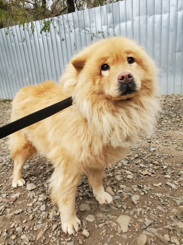 Chewbie - CHEWBIE - femelle, typée chowchow, de taille moyenne, née environ en avril 2020 - REMEMEBER ME LAND - Adoptée par Axelle (84)  46255911