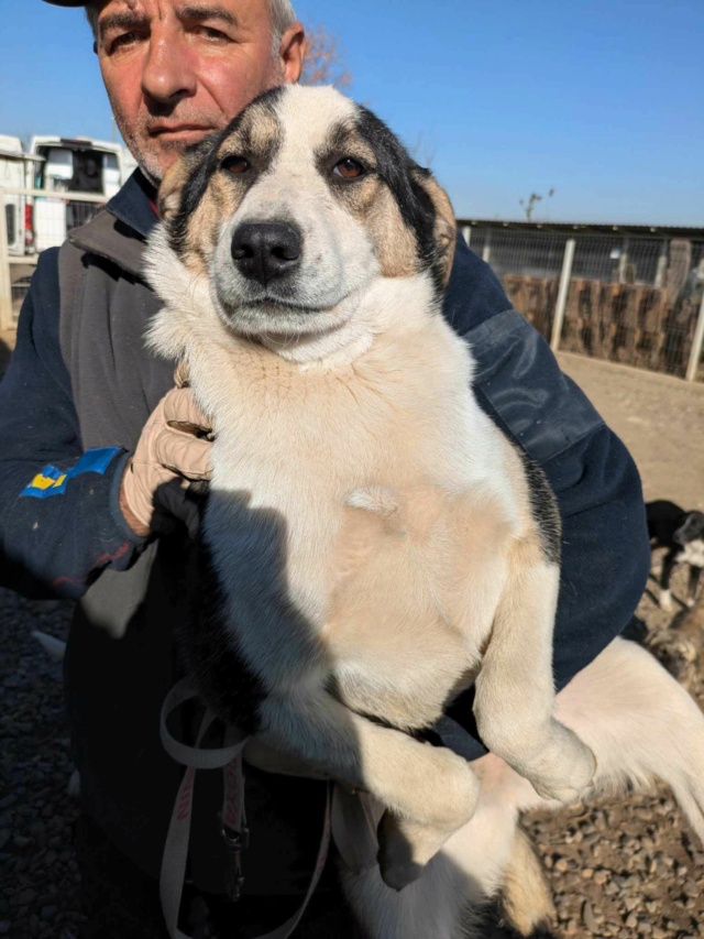 MILLICENT - chiot femelle, de taille moyenne à l'âge adulte - née environ en mai 2024 - (Centre RM Pascani en Roumanie) - Adoptée par Theo et Mathilde (22)  46256712