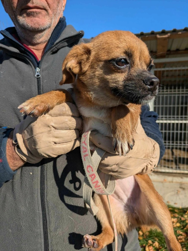 AZUCA - femelle, type chihuahua, de petite taille, née environ en juillet 2023 - (Fourrière de ROMAN) - Centre RM Pascani (Roumanie) - adoptee par GAELLE (88) 46256910