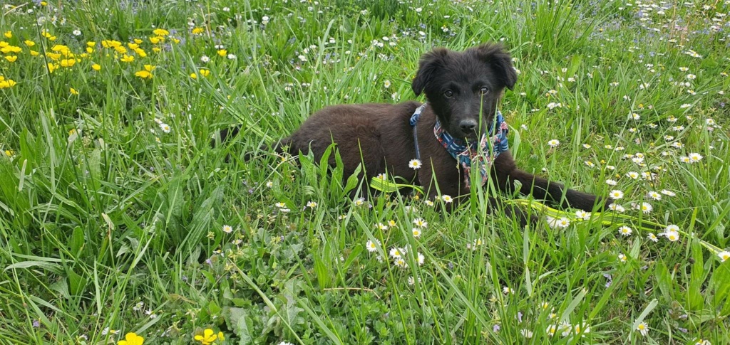 HARU (ex JOLIE) - chiot femelle, de taille moyenne à l'âge adulte - née environ en décembre 2021 - REMEMBER ME LAND - Adoptée par Victor (67)  Recei307