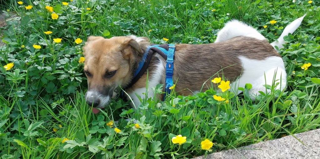 SERGIO - chiot mâle, de taille moyenne à l'âge adulte - né environ en septembre 2021 - REMEMBER ME LAND - Adopté par Simona (70)  Recei321