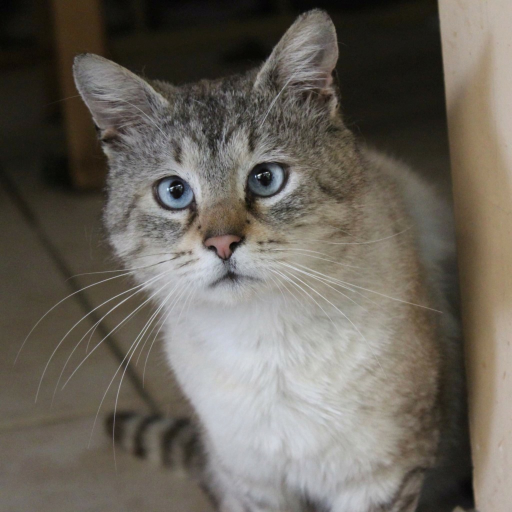 EDWARD - chat mâle, né environ en 2015/2016 - en FA chez Gina (Tergu Neamt) - Pris en charge par l'association Charly's Angels (11)  Recei405