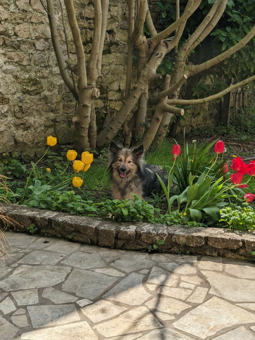 HEDWIGE (ex MENCIA) - femelle, typée chien loup, de taille moyenne - née environ en février 2018 - (fourrière de Roman) - REMEMBER ME LAND - Adoptée par Chrystelle et Xavier (77)  - Page 2 Recei441