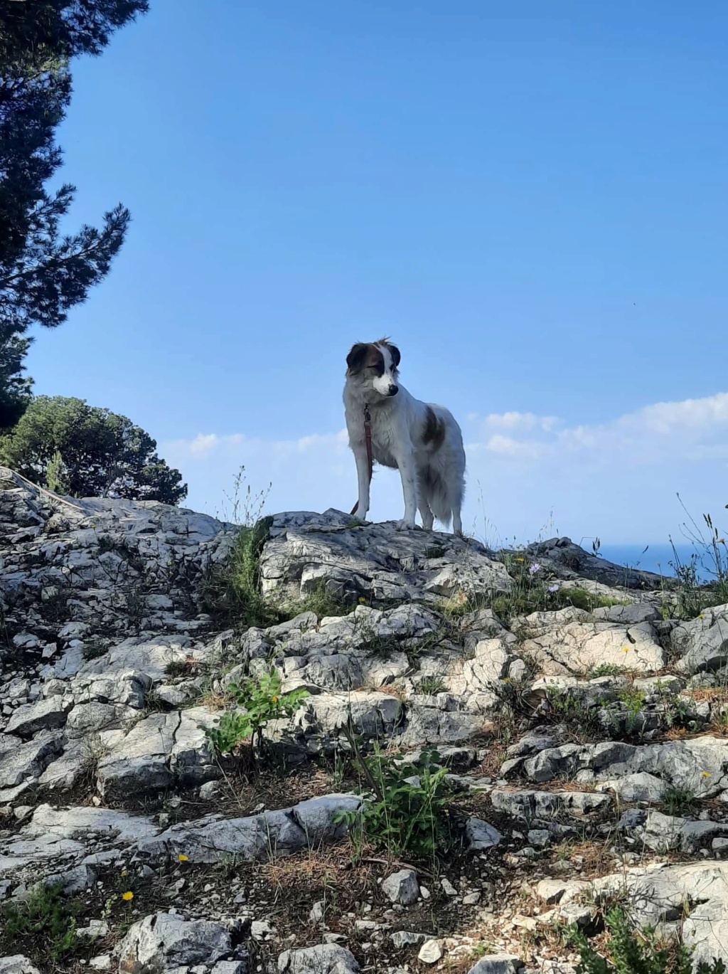 SORA- chiot femelle, de taille moyenne à l'âge adulte - née environ en mars 2021 - REMEMBER ME LAND - Adoptée par Sonia (13)  Recei445