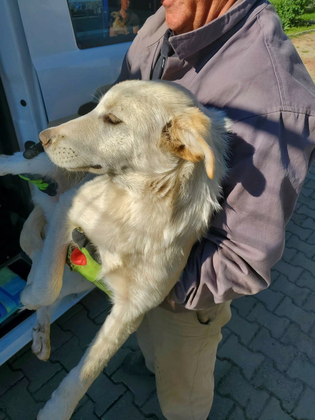 OSLO (ex AHMAN) - chiot mâle, typé golden retriever, de taille moyenne à grande à l'âge adulte - né environ en novembre 2021 - REMEMBER ME LAND - Adopté par Miriam (1004 - Suisse)  Recei540