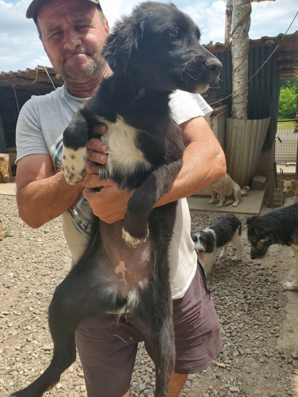 FINAUDE - chiot femelle, typée labrador, de grande taille à l'âge adulte - née environ en décembre 2021 - REMEMBER ME LAND - Adoptée par Alicia et Alain (25)  Recei682