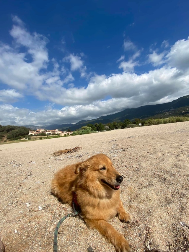 JAMIE - joli petit chien borgne, croisé de petite taille, né environ mars 2015, sociable - (PASCANI) - Remember Me Land - Adopté par Lola ( 84) - Page 5 Recei905