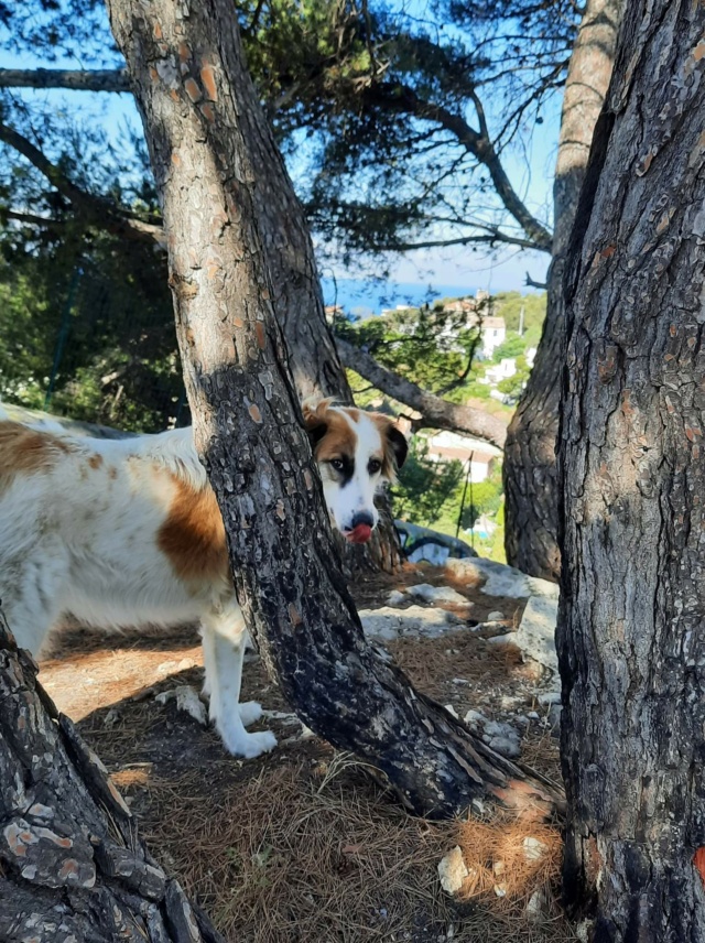 SORA- chiot femelle, de taille moyenne à l'âge adulte - née environ en mars 2021 - REMEMBER ME LAND - Adoptée par Sonia (13)  Recei908