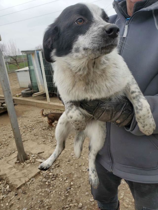 ALBA (ex DOLOREANE) - chiot femelle, typée border collie, de taille moyenne à l'âge adulte - née environ en septembre 2023 - REMEMBER ME LAND - Adoptée par Laura (34)  Recei976