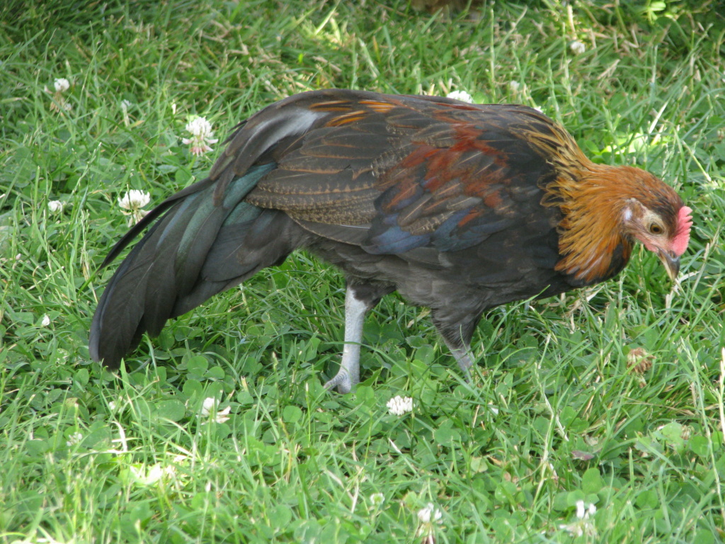 Couvée de Naines Allemandes sous poule Gauloise Dorée  - Page 2 20235510