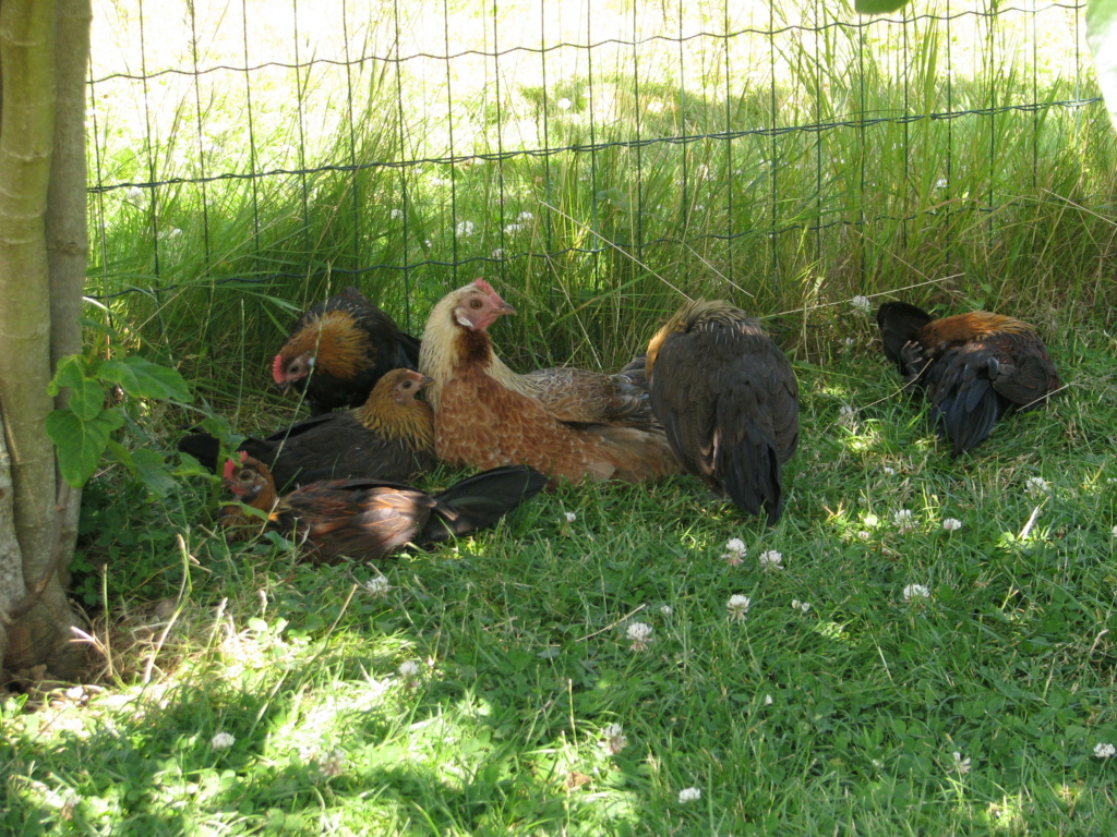 Couvée de Naines Allemandes sous poule Gauloise Dorée  - Page 2 20235710