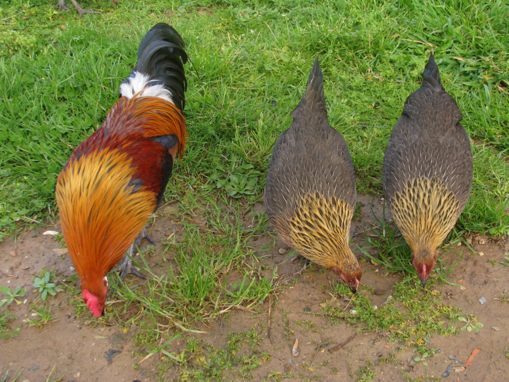 Couvée de Naines Allemandes sous poule Gauloise Dorée  - Page 2 43202311