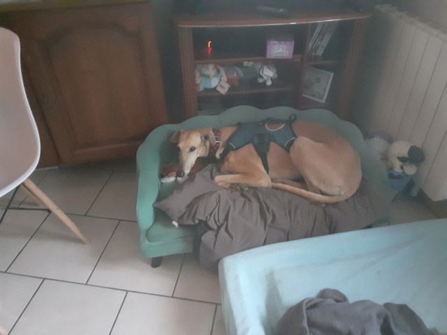 Sofia galga à l'adoption Adoptée 20220316